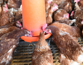 Poule intérieur