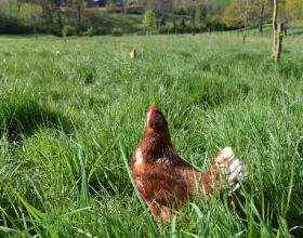 Poules