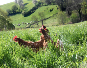 Poules